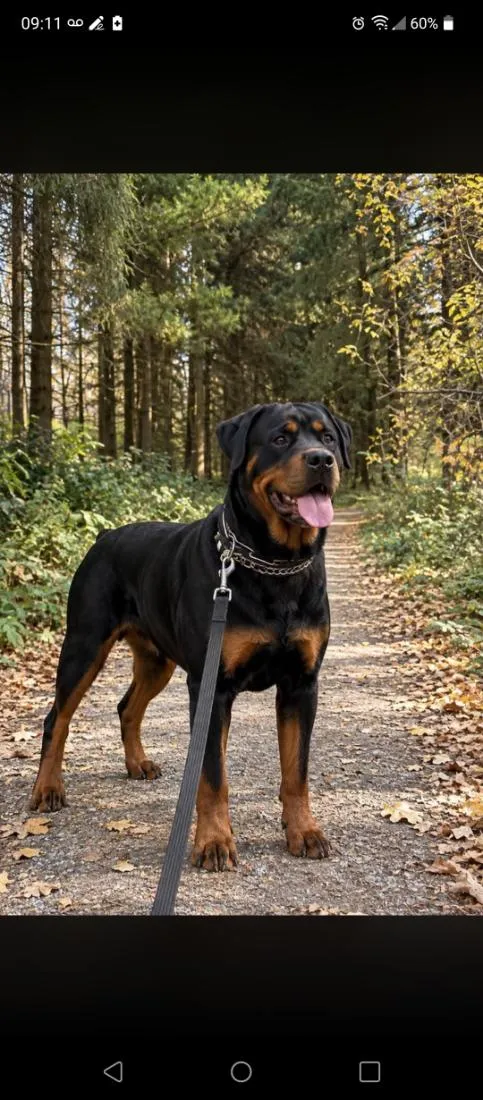 Cachorro raça Rottweiler idade 4 anos nome Thor 