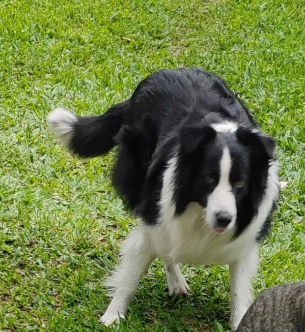 Cachorro raça SRD-ViraLata idade 4 anos nome amigo/preto 