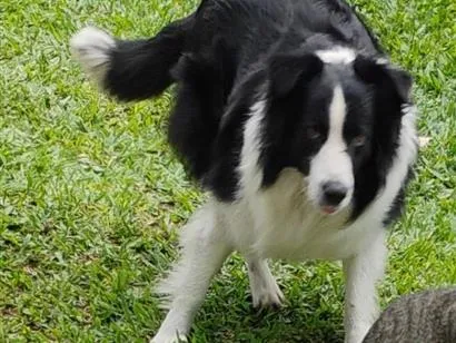 Cachorro raça SRD-ViraLata idade 4 anos nome amigo/preto 