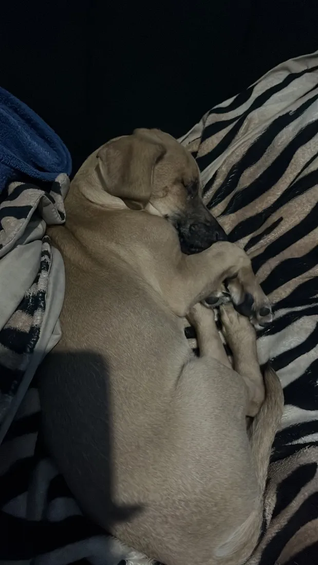 Cachorro raça SRD-ViraLata idade 2 a 6 meses nome Thor