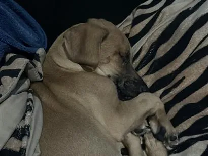 Cachorro raça SRD-ViraLata idade 2 a 6 meses nome Thor