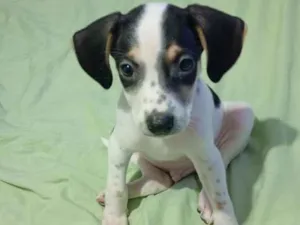 Cachorro raça SRD-ViraLata idade Abaixo de 2 meses nome will . blaid . pantera negra 