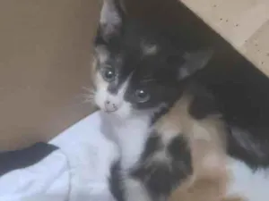 Gato raça SRD-ViraLata idade Abaixo de 2 meses nome não é definido 