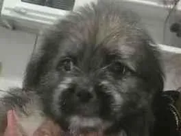 Cachorro raça Shitzu idade 2 a 6 meses nome SHITZU 