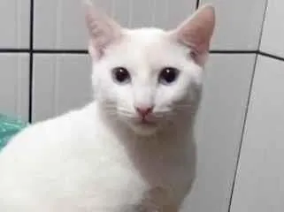 Gato raça SRD-ViraLata idade 1 ano nome BRANQUINHO 