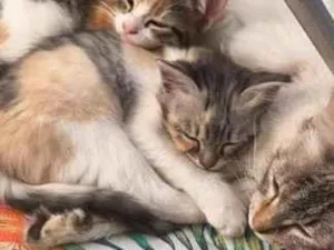 Gato raça SRD-ViraLata idade 1 ano nome menina