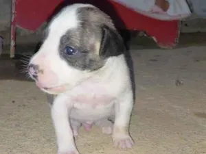 Cachorro raça Pit-Bull idade Abaixo de 2 meses nome Frederico 