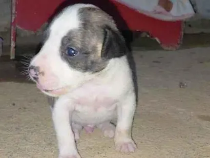 Cachorro raça Pit-Bull idade Abaixo de 2 meses nome Frederico 