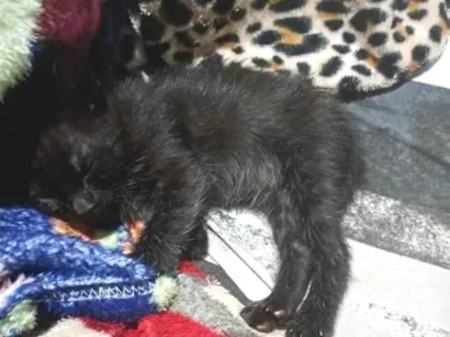 Gato raça SRD-ViraLata idade Abaixo de 2 meses nome Chocolate