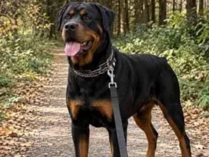 Cachorro raça Rottweiler idade 4 anos nome Thor 