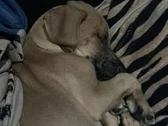 Cachorro raça SRD-ViraLata idade 2 a 6 meses nome Thor