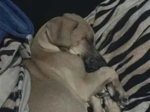 Cachorro raça SRD-ViraLata idade 2 a 6 meses nome Thor