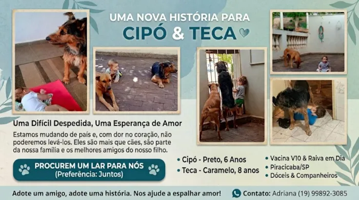 Cachorro raça SRD-ViraLata idade 6 ou mais anos nome Cipó e Teca
