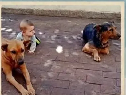 Cachorro raça SRD-ViraLata idade 6 ou mais anos nome Cipó e Teca