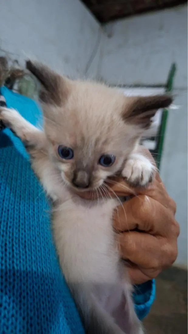Gato raça Siamês idade Abaixo de 2 meses nome Sem nome
