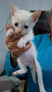 Gato raça Siamês idade Abaixo de 2 meses nome Sem nome