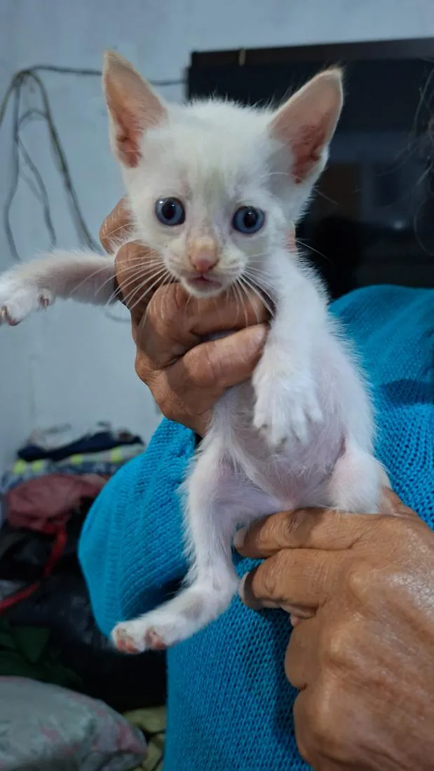 Gato raça Siamês idade Abaixo de 2 meses nome Sem nome