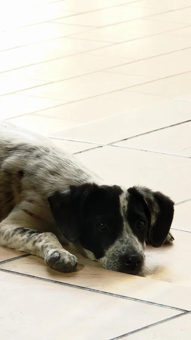 Cachorro raça SRD-ViraLata idade 2 a 6 meses nome JUJU