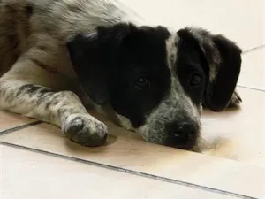 Cachorro raça SRD-ViraLata idade 2 a 6 meses nome JUJU
