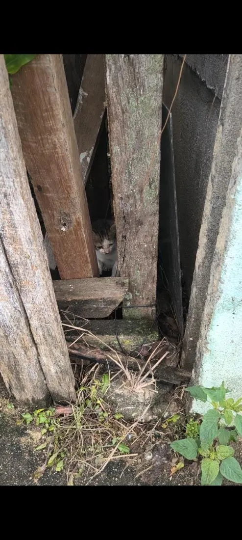Gato raça SRD-ViraLata idade Abaixo de 2 meses nome sem nome