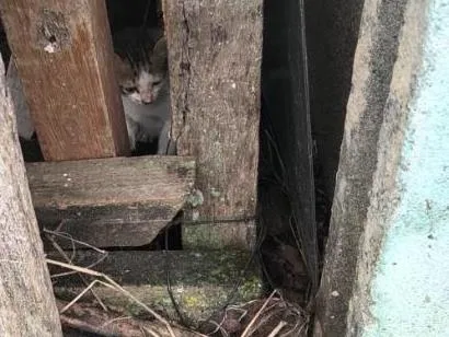 Gato raça SRD-ViraLata idade Abaixo de 2 meses nome sem nome