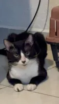 Oreo 
