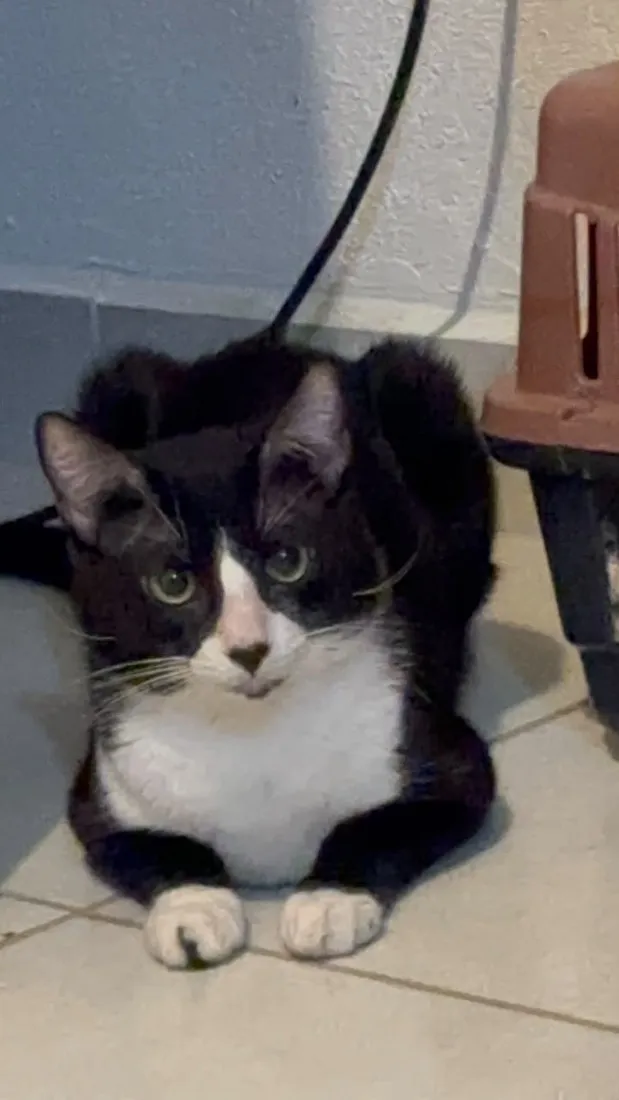 Gato raça SRD-ViraLata idade 2 anos nome Oreo 