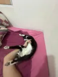 Oreo 