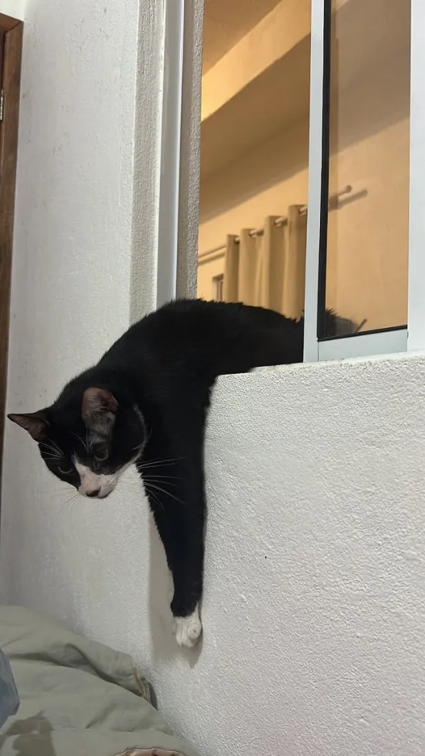 Gato raça SRD-ViraLata idade 2 anos nome Oreo 