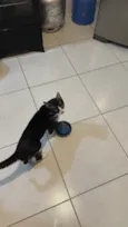Oreo 