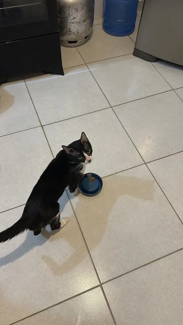 Gato raça SRD-ViraLata idade 2 anos nome Oreo 
