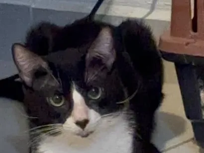 Gato raça SRD-ViraLata idade 2 anos nome Oreo 