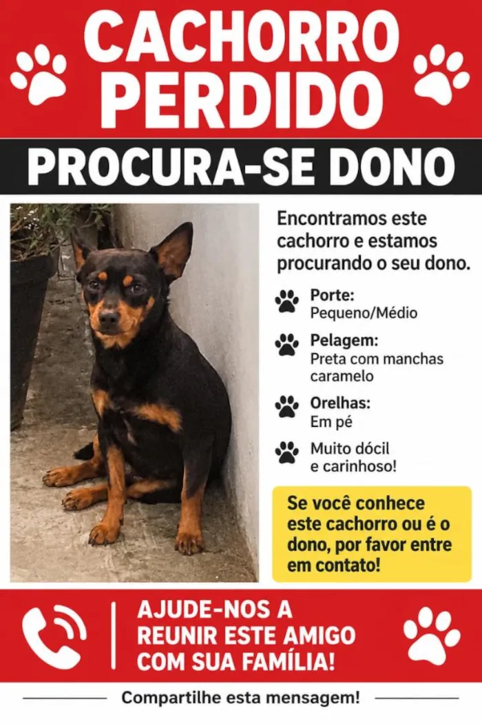 Cachorro raça SRD-ViraLata idade 3 anos nome Não sei