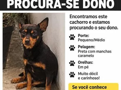 Cachorro raça SRD-ViraLata idade 3 anos nome Não sei