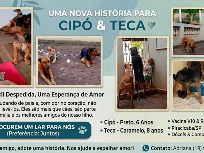 Cachorro raça SRD-ViraLata idade 6 ou mais anos nome Cipó e Teca
