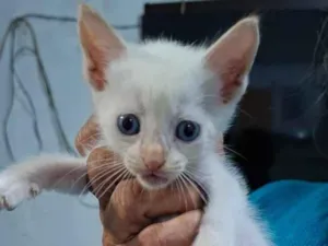 Gato raça Siamês idade Abaixo de 2 meses nome Sem nome