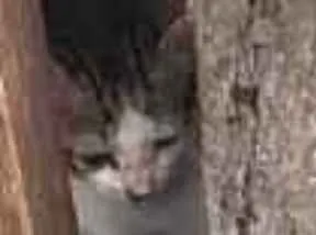 Gato raça SRD-ViraLata idade Abaixo de 2 meses nome sem nome
