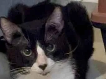 Gato raça SRD-ViraLata idade 2 anos nome Oreo 
