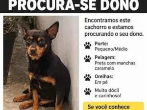 Cachorro raça SRD-ViraLata idade 3 anos nome Não sei