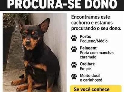 Cachorro raça SRD-ViraLata idade 3 anos nome Não sei