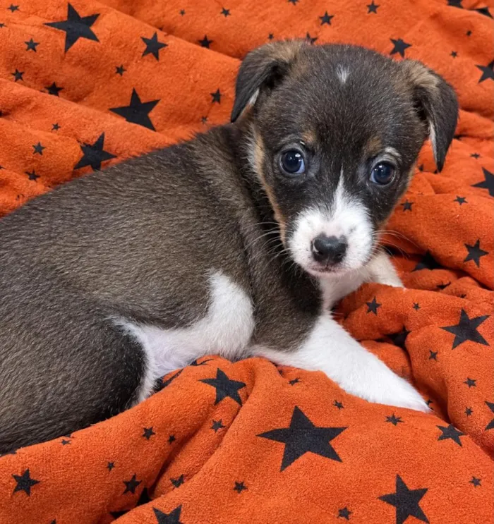 Cachorro raça SRD-ViraLata idade 2 a 6 meses nome Amora