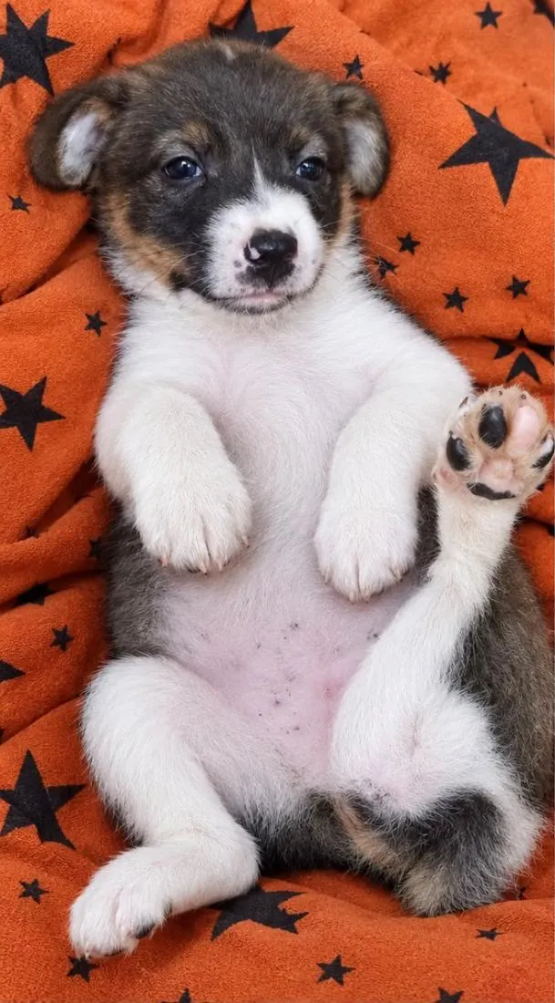 Cachorro raça SRD-ViraLata idade 2 a 6 meses nome Amora