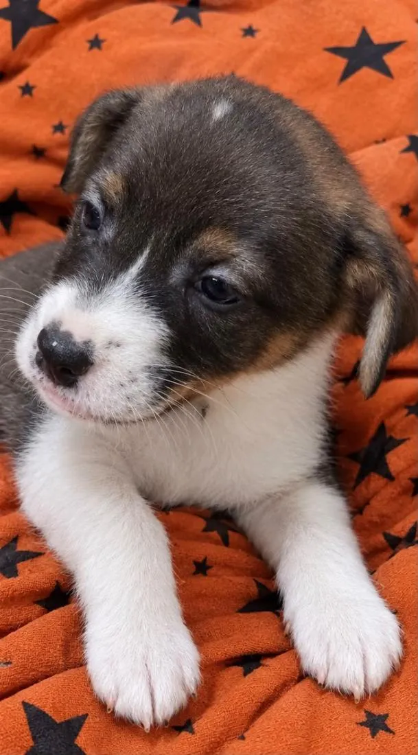 Cachorro raça SRD-ViraLata idade 2 a 6 meses nome Amora
