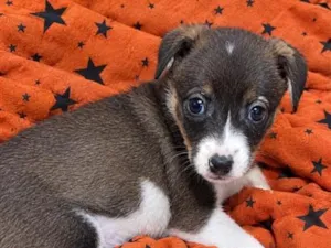 Cachorro raça SRD-ViraLata idade 2 a 6 meses nome Amora
