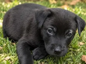 Cachorro raça SRD-ViraLata idade 2 a 6 meses nome July