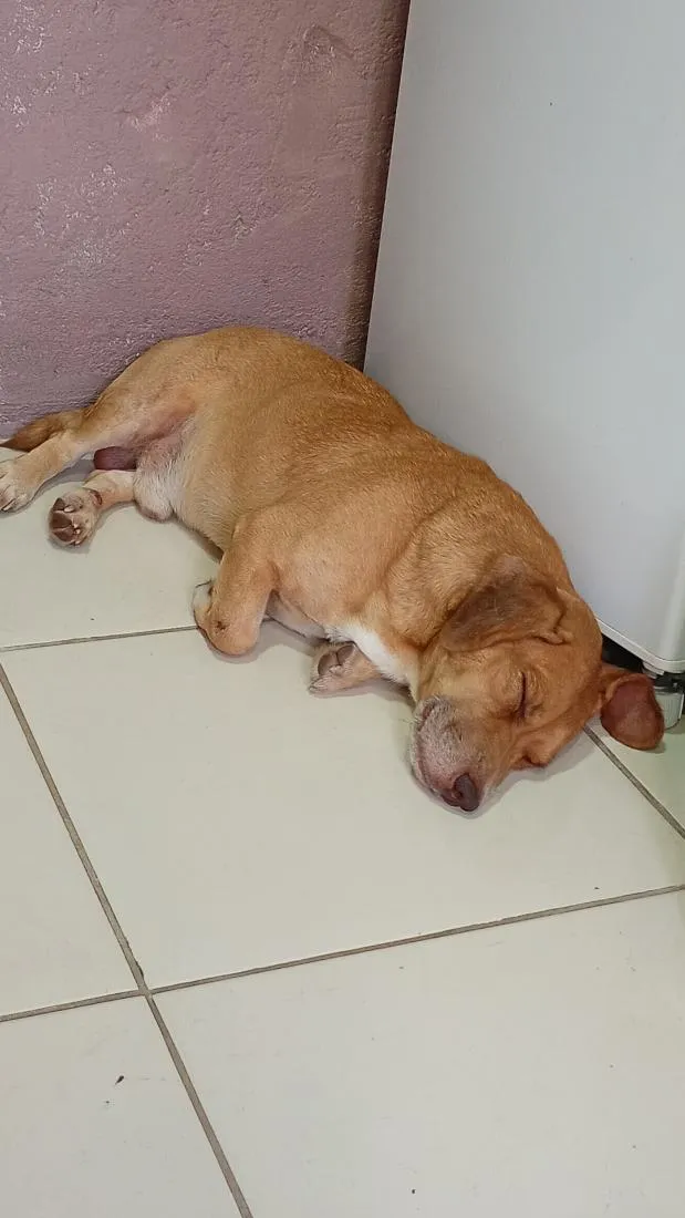Cachorro raça SRD-ViraLata idade 2 anos nome Bruce Lee