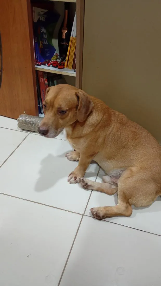 Cachorro raça SRD-ViraLata idade 2 anos nome Bruce Lee