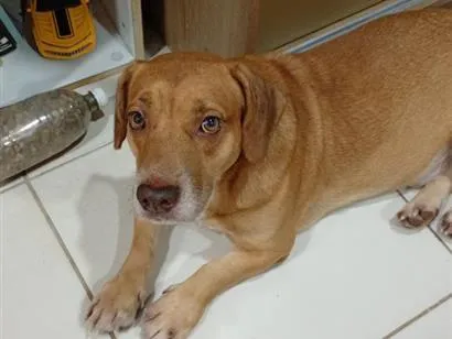 Cachorro raça SRD-ViraLata idade 2 anos nome Bruce Lee
