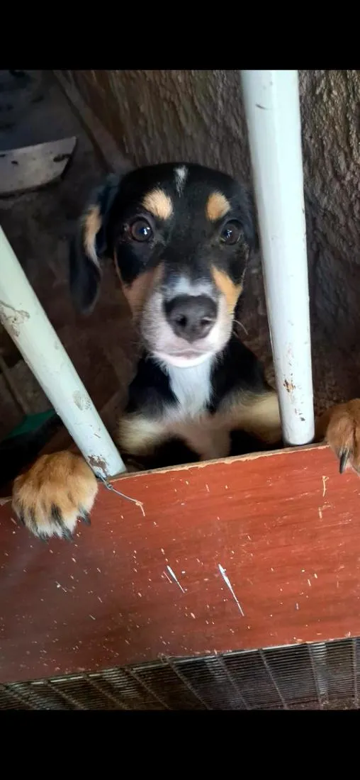 Cachorro raça SRD-ViraLata idade 2 a 6 meses nome Scooby