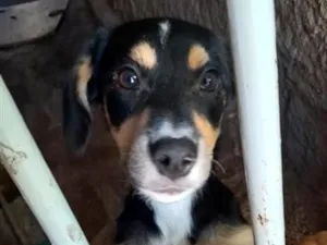 Cachorro raça SRD-ViraLata idade 2 a 6 meses nome Scooby